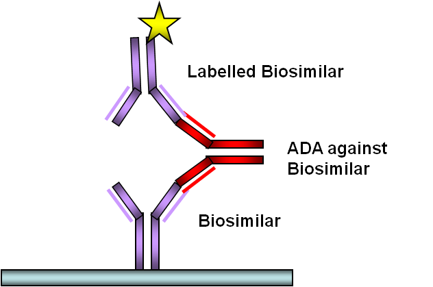 Chapter 6: Immunogenicity Assessment For Biosimilars: Assay Development ...