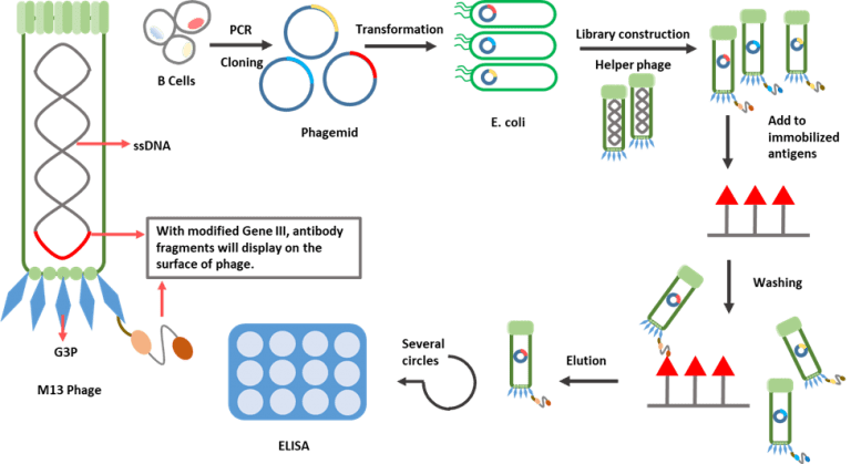 phage display antibody repertoire